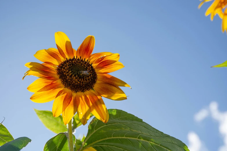 a large sunflower in a field on a sunny day