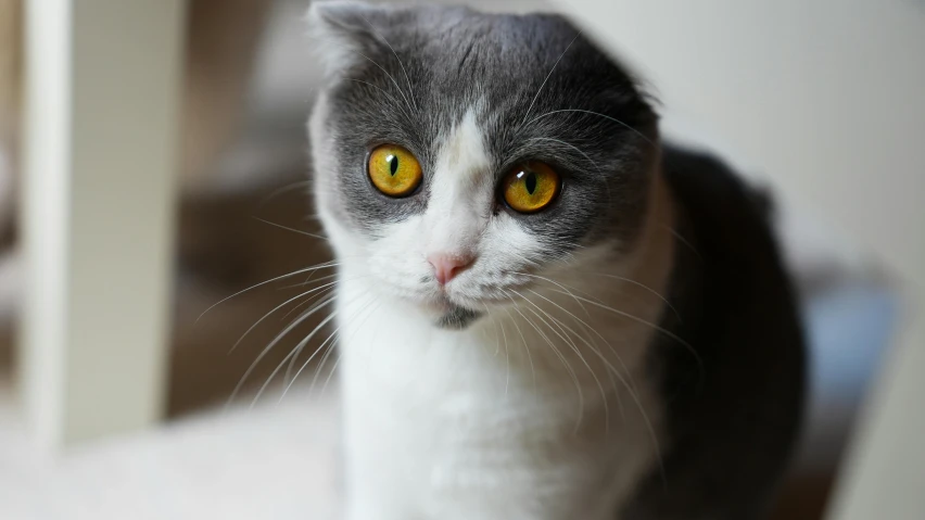 a cat looking directly into the camera with bright yellow eyes