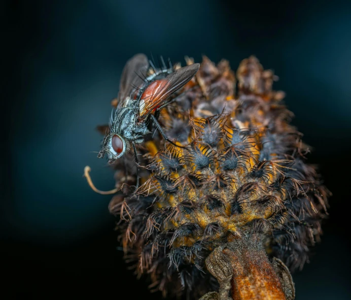 a close - up of a fly on a dying flower