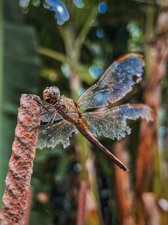 a dragonfly sits on a twig outside