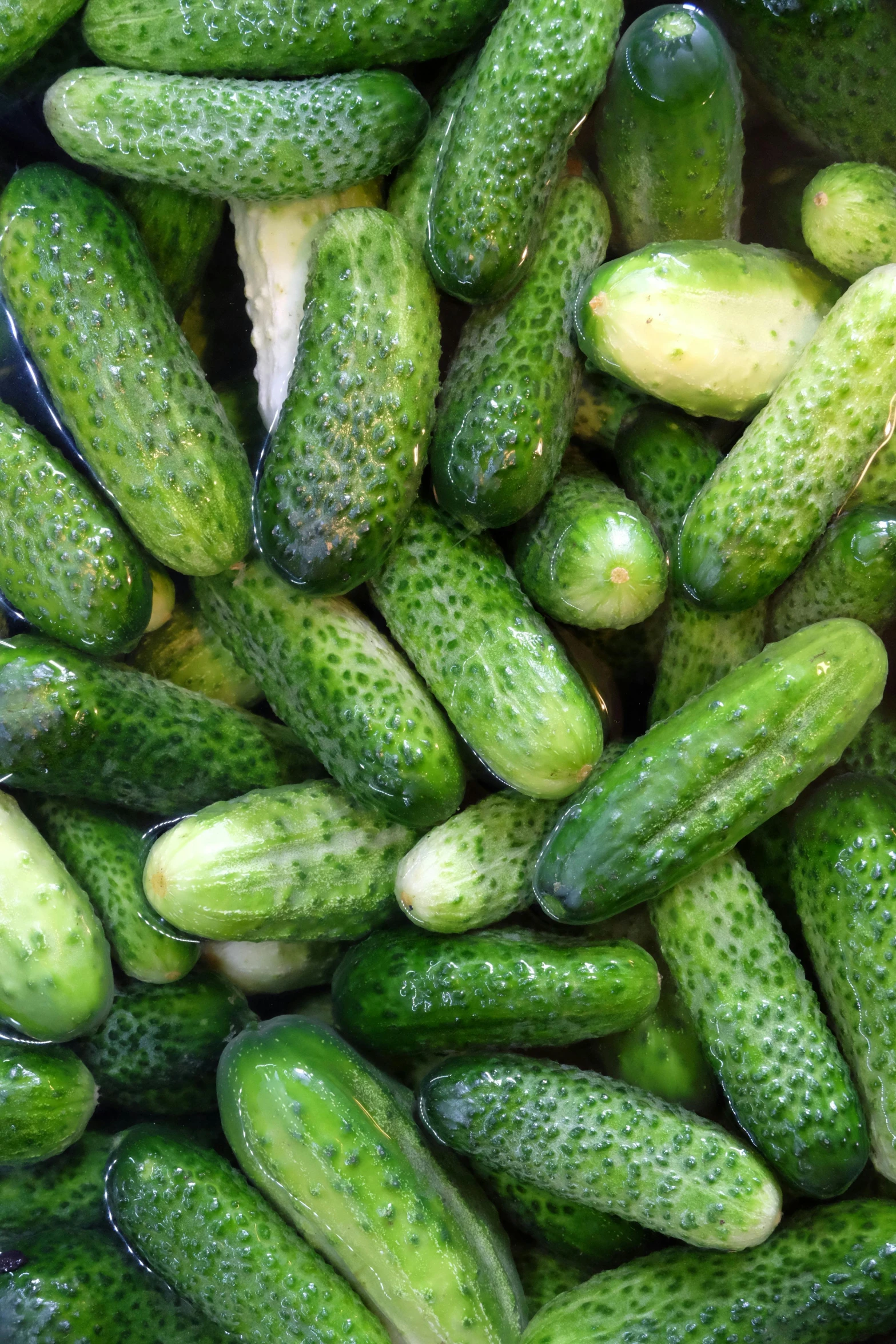 large green cucumbers full frame closeup view