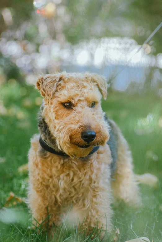 a gy dog with green grass, a fence and a tree in the background