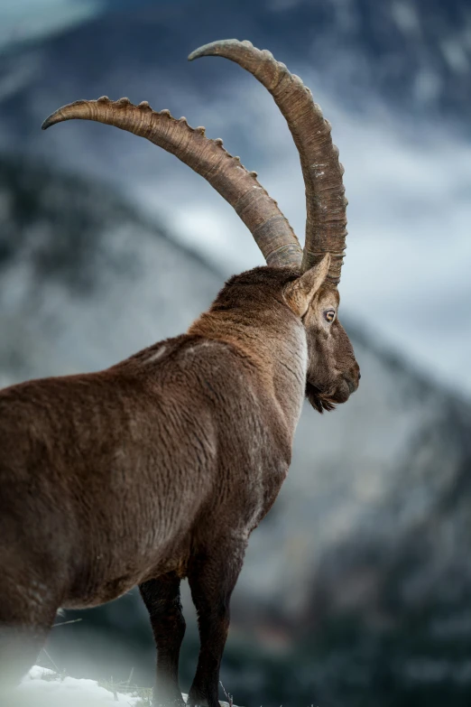 an animal with long horns standing on snow