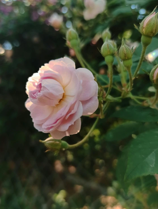 a pink rose blooming on a tree nch in the garden