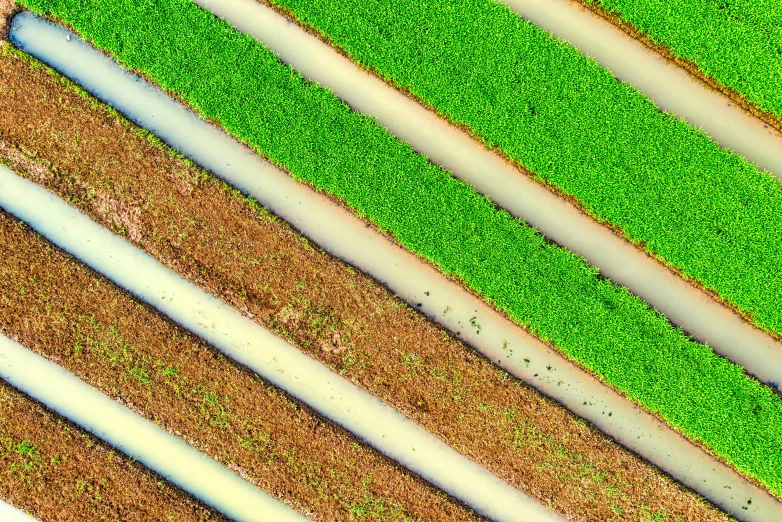 close up view of baseball bats in a field