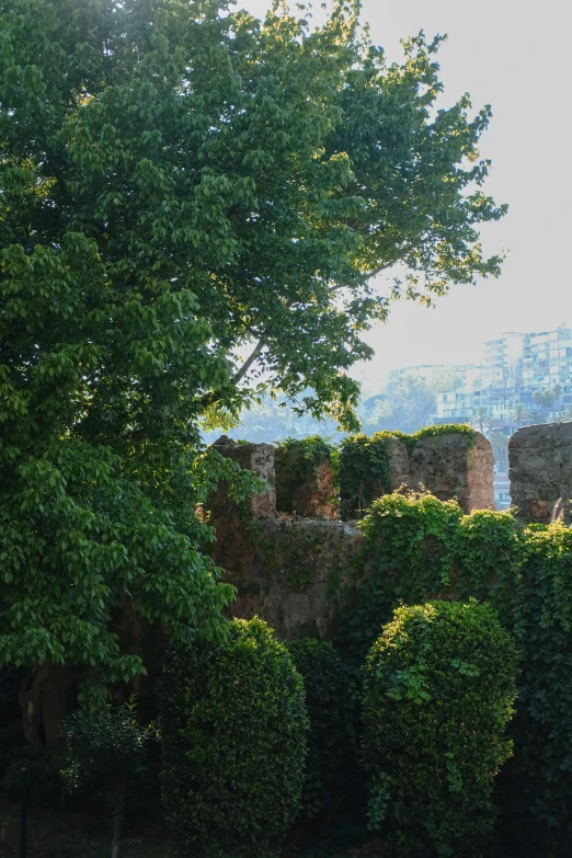 two sheep graze near the side of an old castle