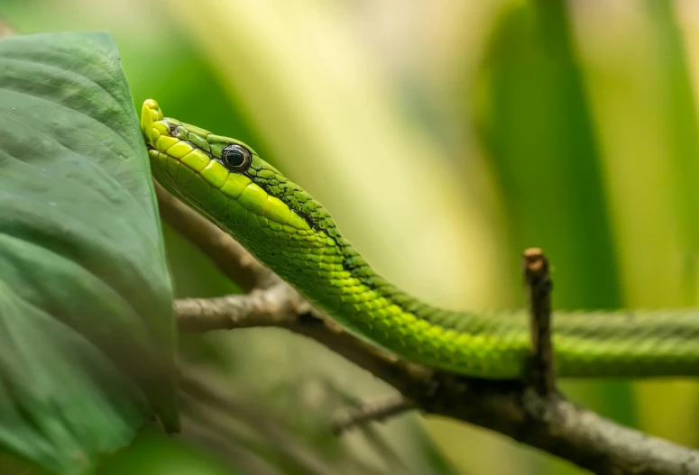 a green snake is on a nch in the jungle