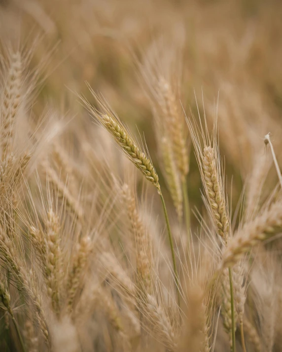 a close up of an ear of wheat