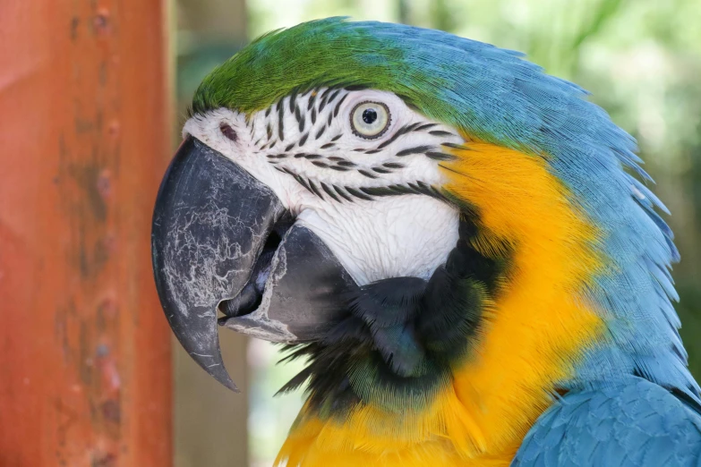 a close up of a colorful bird with green, yellow and blue feathers