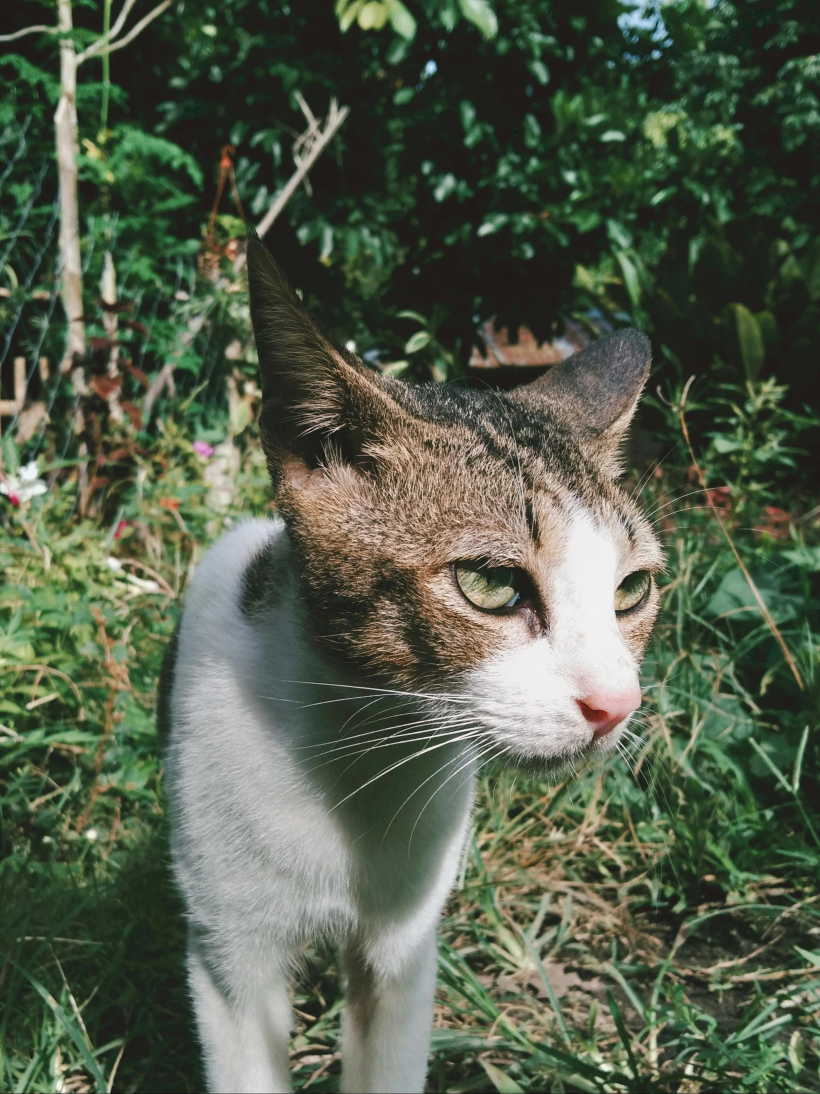 a brown and white cat standing in the grass