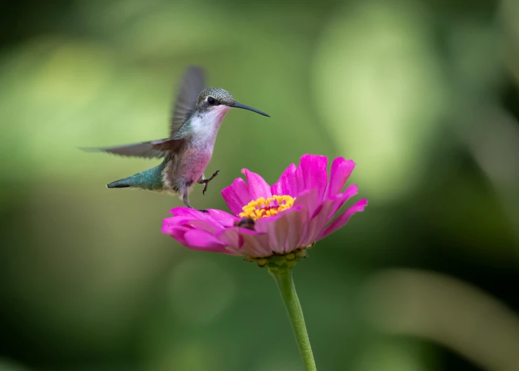 the hummingbird is flying next to a pink flower