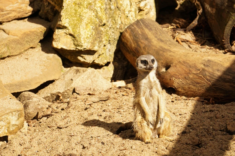 the meerkat is sitting on the ground looking off