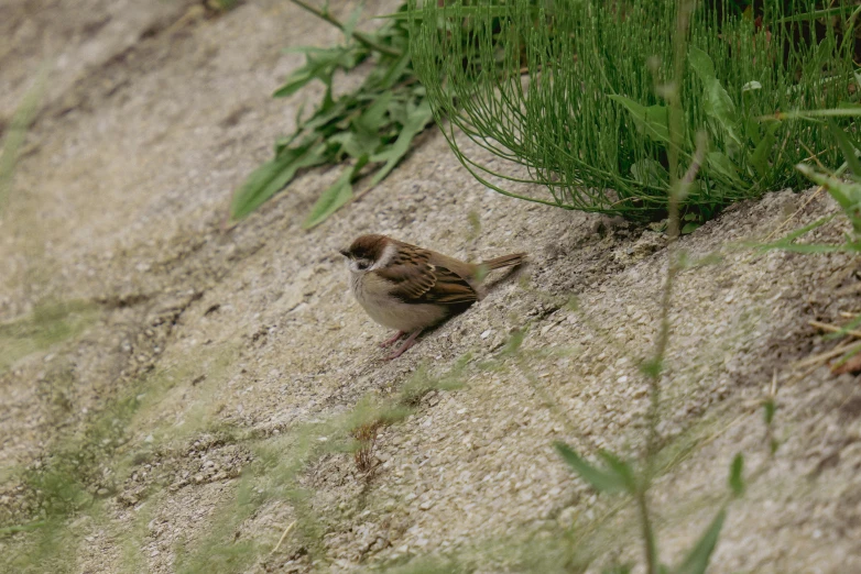 bird sitting on sand near vegetation and plants