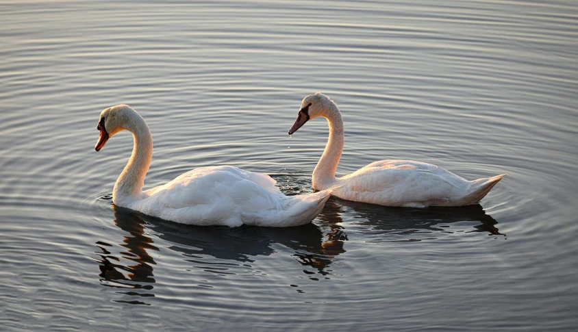 two swans swim across a lake and interact