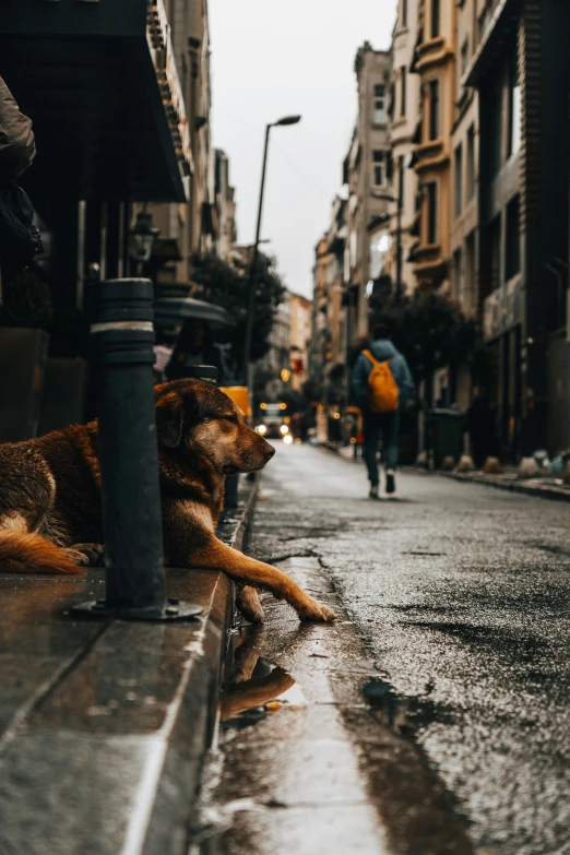 a dog is sitting on a wet sidewalk