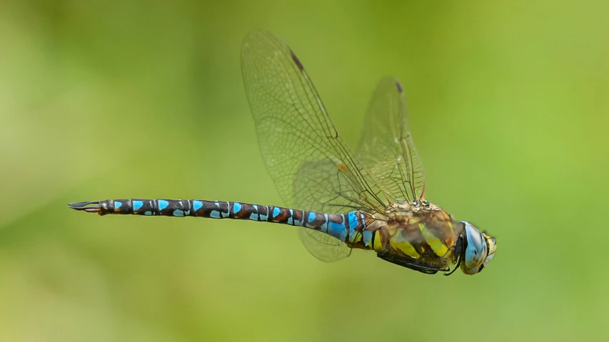 a blue and yellow dragon flys above the ground