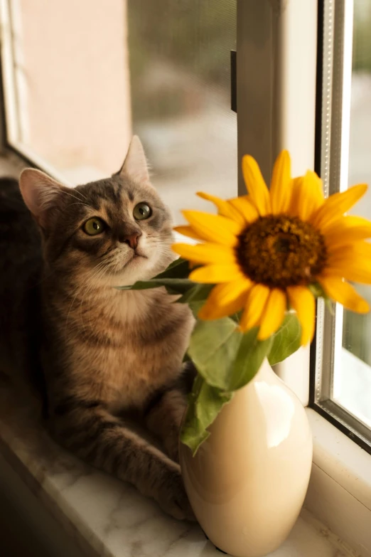 a cat is sitting next to a sunflower in a vase