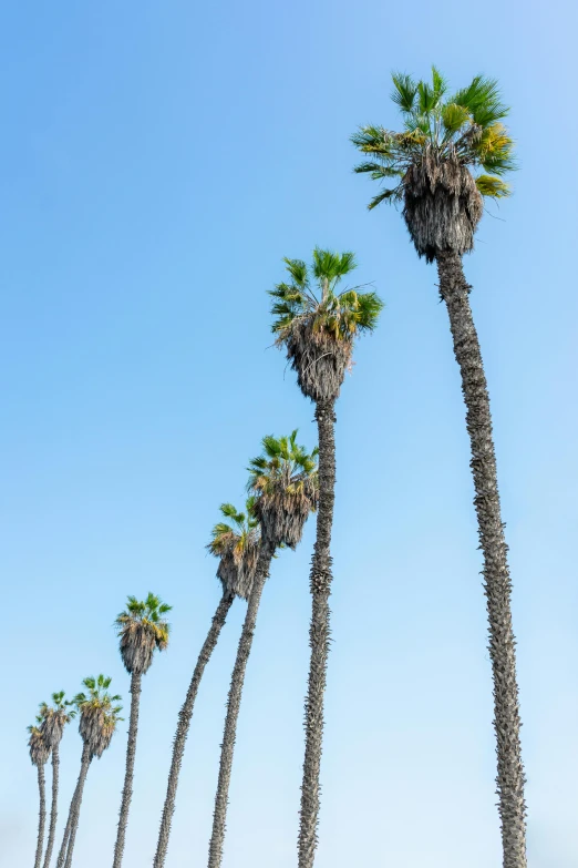 palm trees blowing in the wind under a blue sky