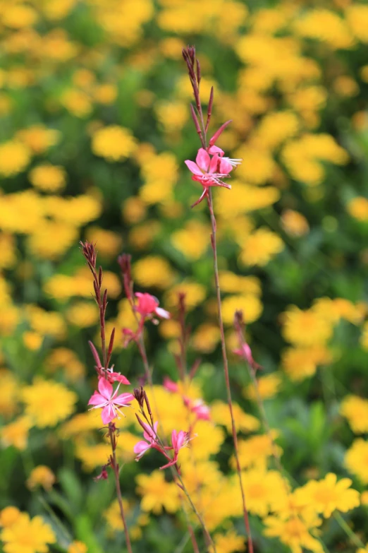 a field full of yellow and pink flowers