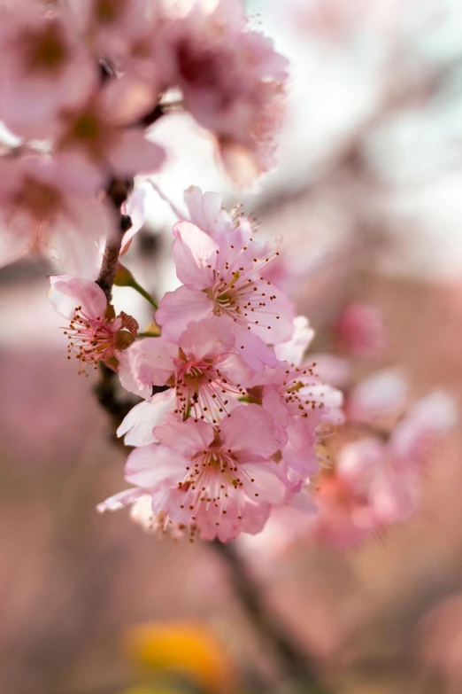 a bunch of pink flowers blooming on a tree