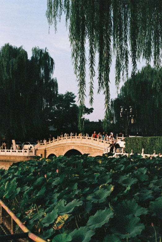 many people are crossing a bridge in a garden
