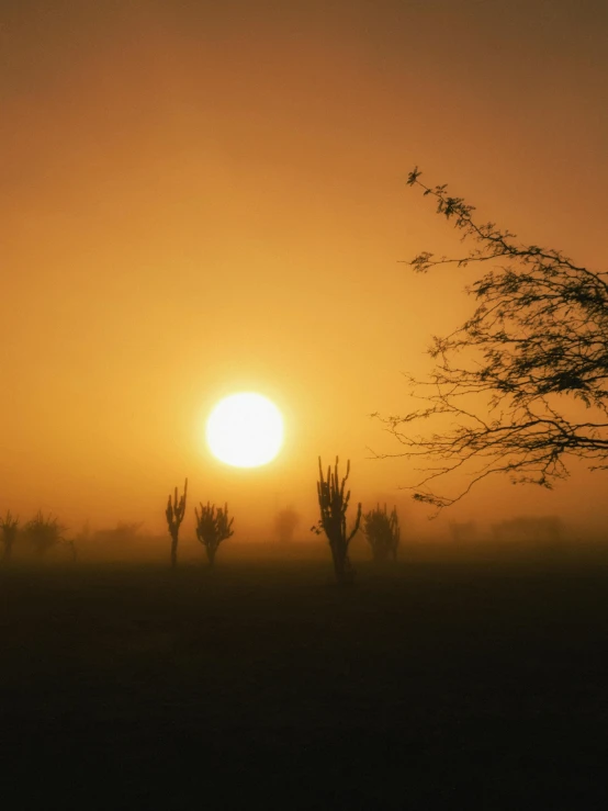 a field filled with green grass at sunrise