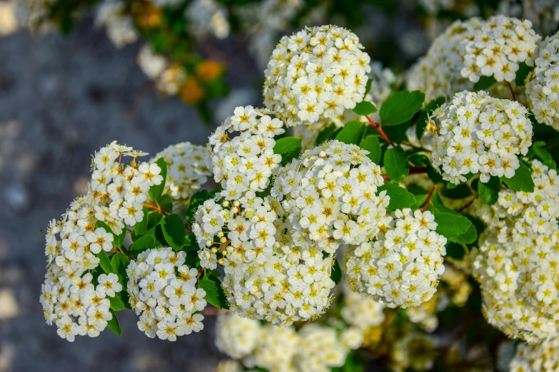 the beautiful white flowers are blooming near the sidewalk