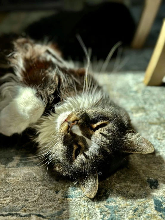 a cat has long whiskers and lays on the carpet