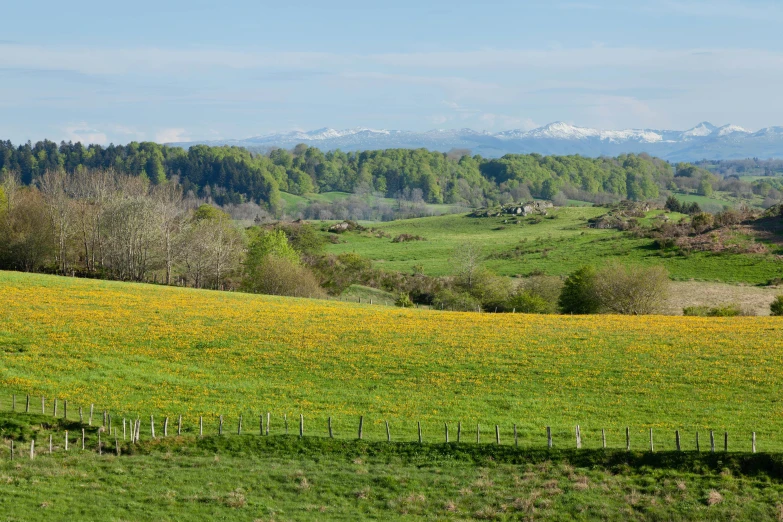 the green hills with yellow flowers and mountains in the background