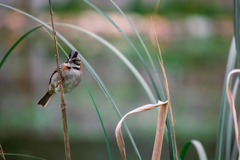 a small bird perched on a thin plant stem