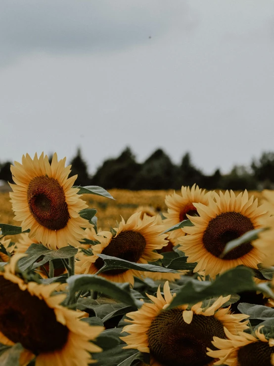 a group of yellow sunflowers in a field