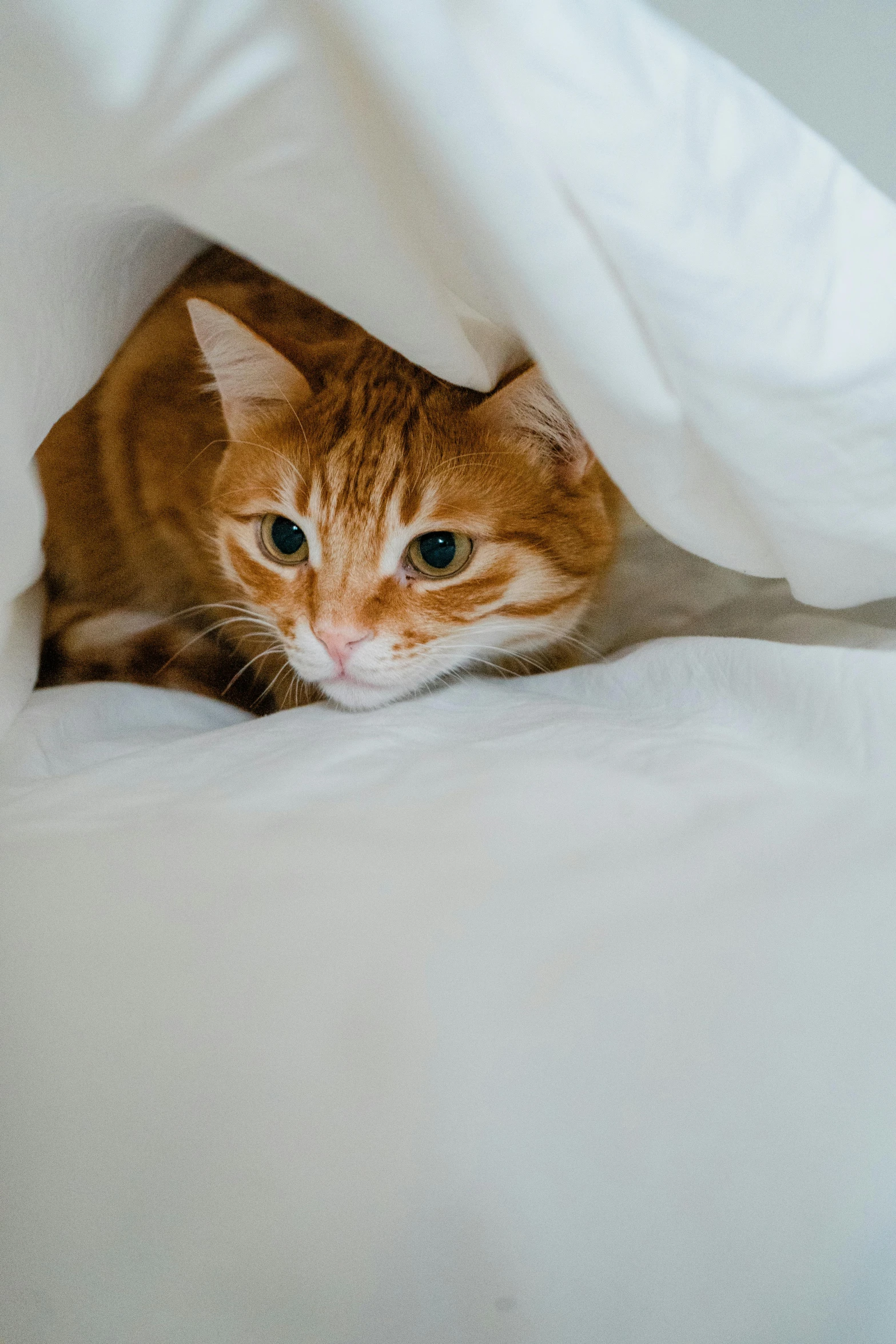 an orange cat is hiding in white sheets