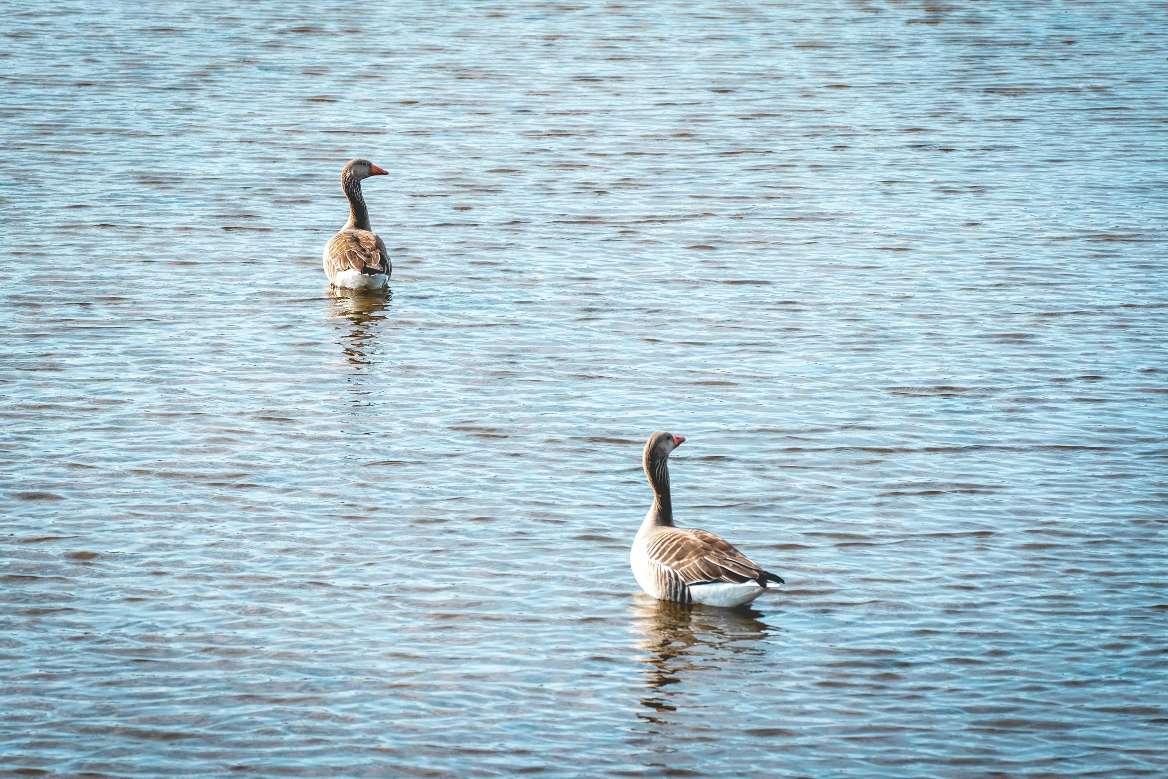 the ducks are swimming in the blue lake