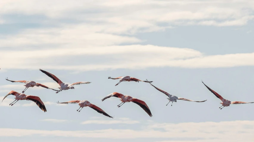 there are five birds flying in the sky together