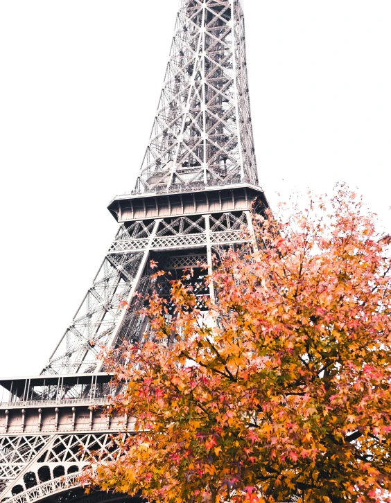 a tree is in front of the eiffel tower