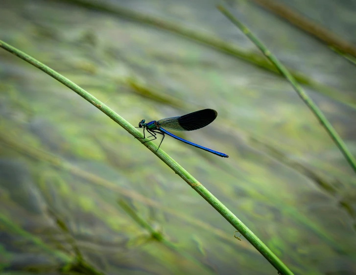 a dragon fly is sitting on a stick by some water