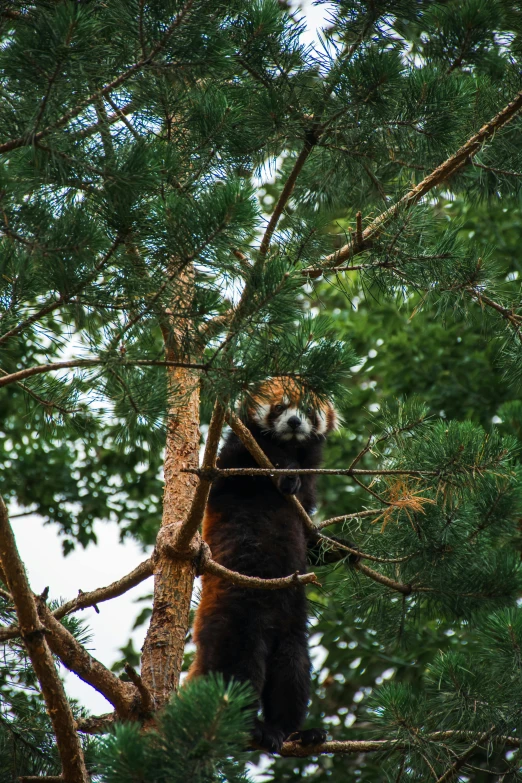 an adorable rac cub reaching out from the trees