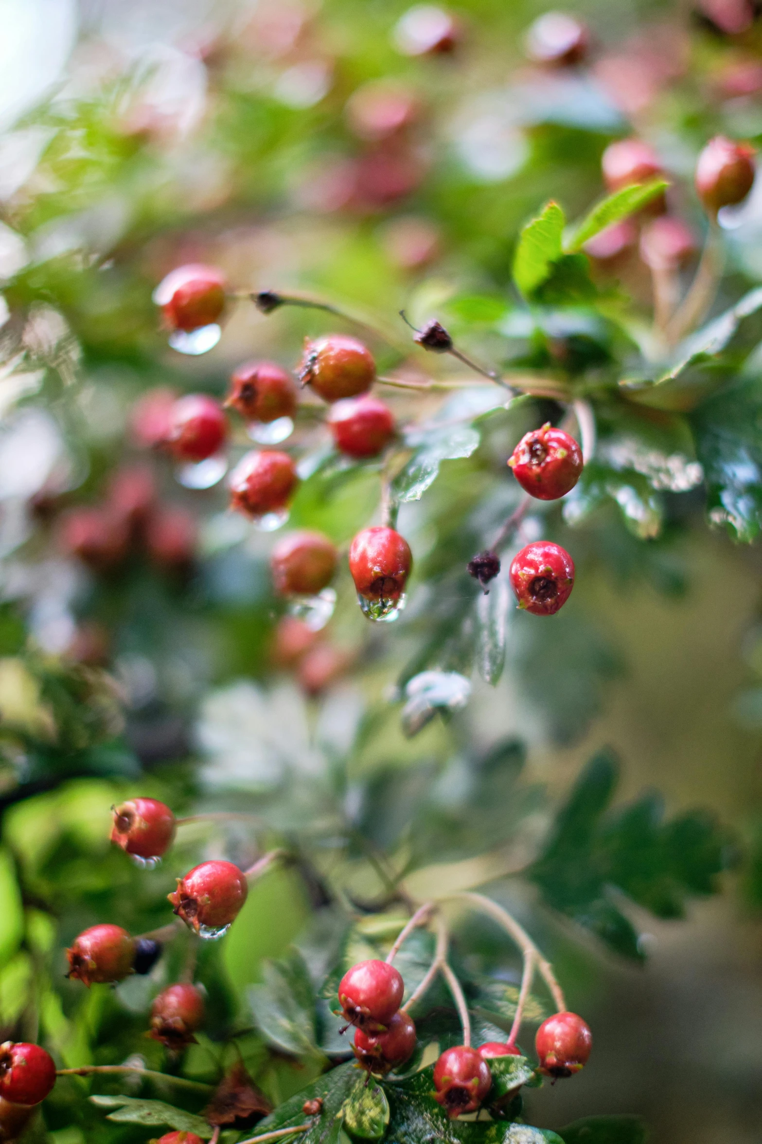 berries on a tree with drops of dew