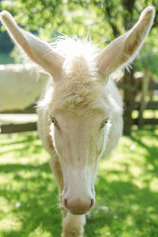 a close up of a sheep on a field of grass