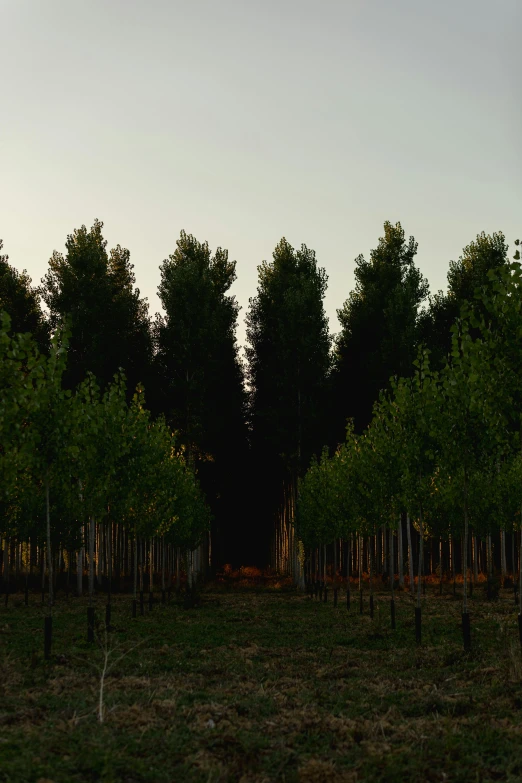 the trees and the light in the distance give a dim contrast