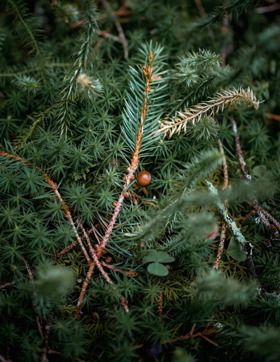 closeup image of pine needles and nches