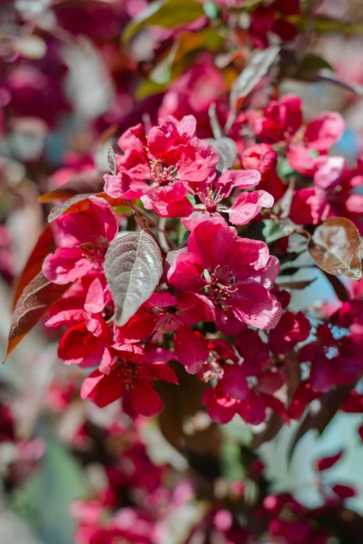 red flowering plants with leaves and flowers on them