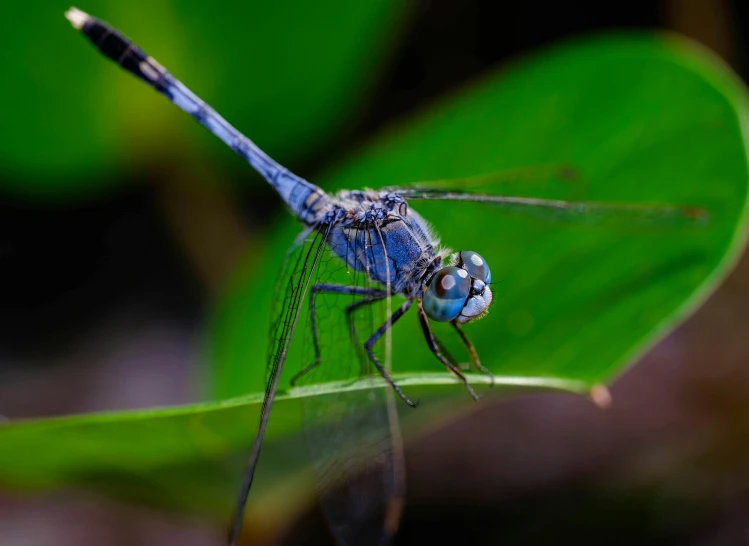 a couple of insects that are sitting on a green leaf