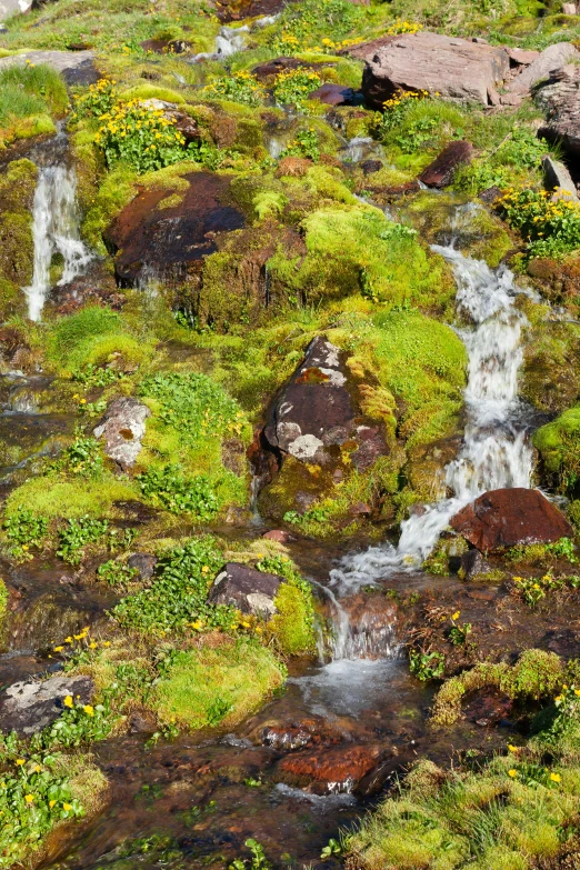 water running over rocks with many green plants