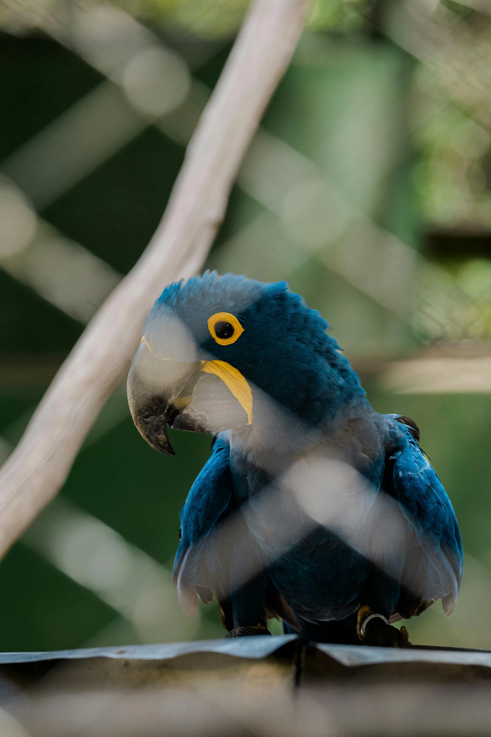 the bright blue bird is perched near the trees