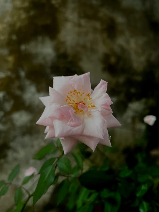 closeup of pink flower with green leaves in background