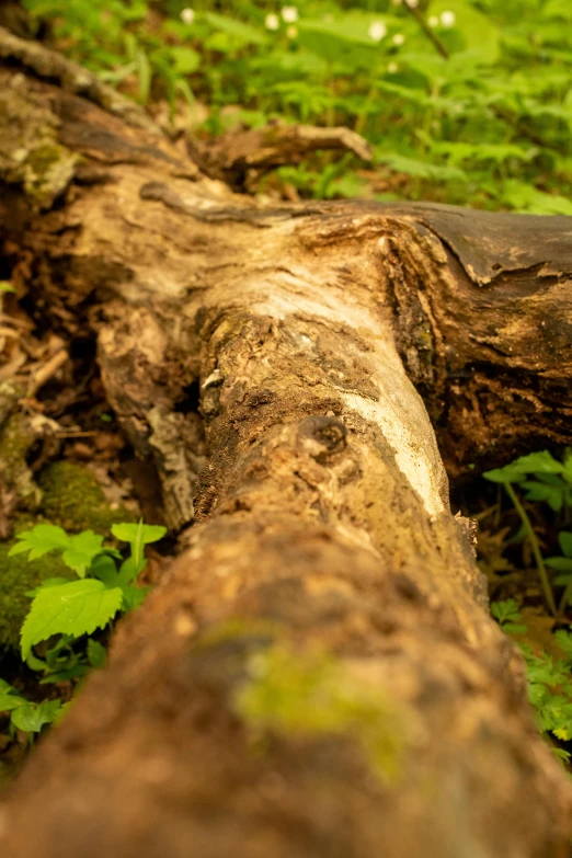 there is a fallen tree in the grass