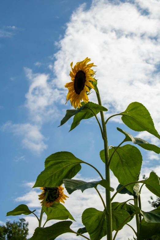 a large sunflower is blooming in a sunny day