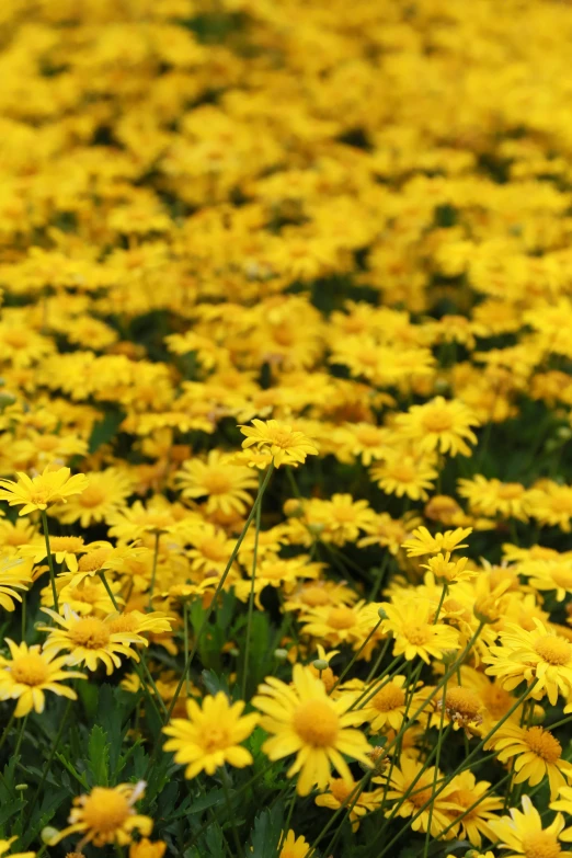 a field of wildflowers yellow with flowers in the foreground