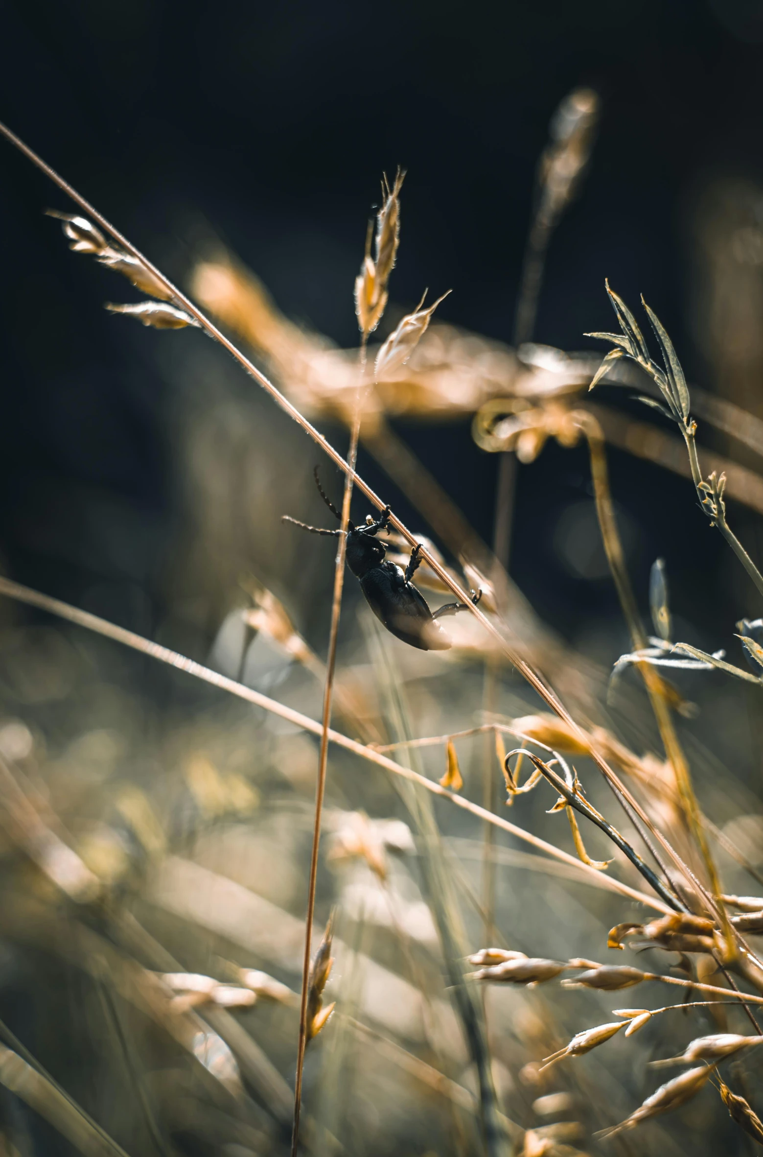 some brown and yellow grass by some water